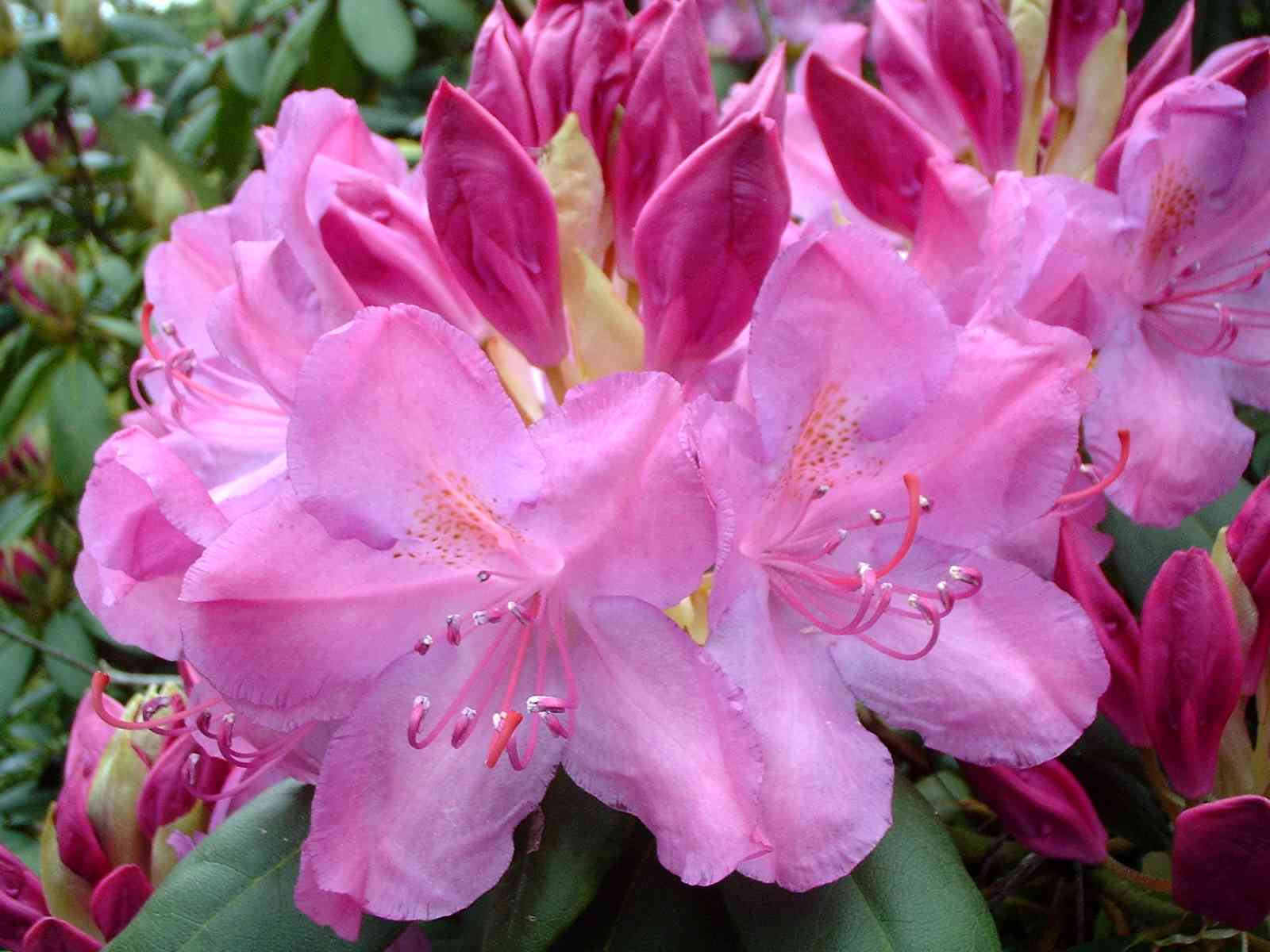 Azaleas