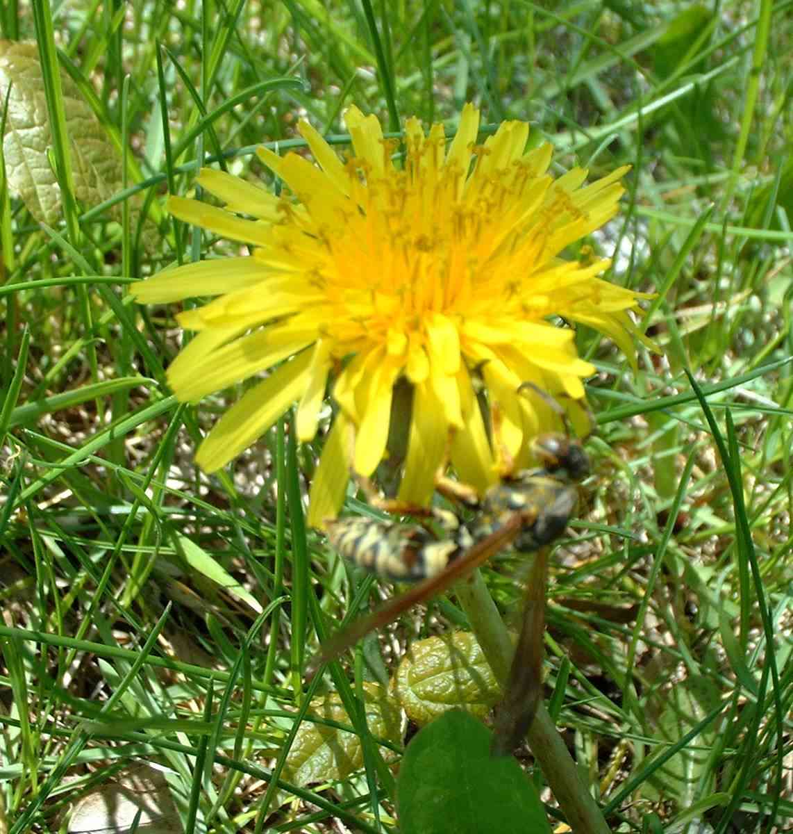 Dandelion with Wasp