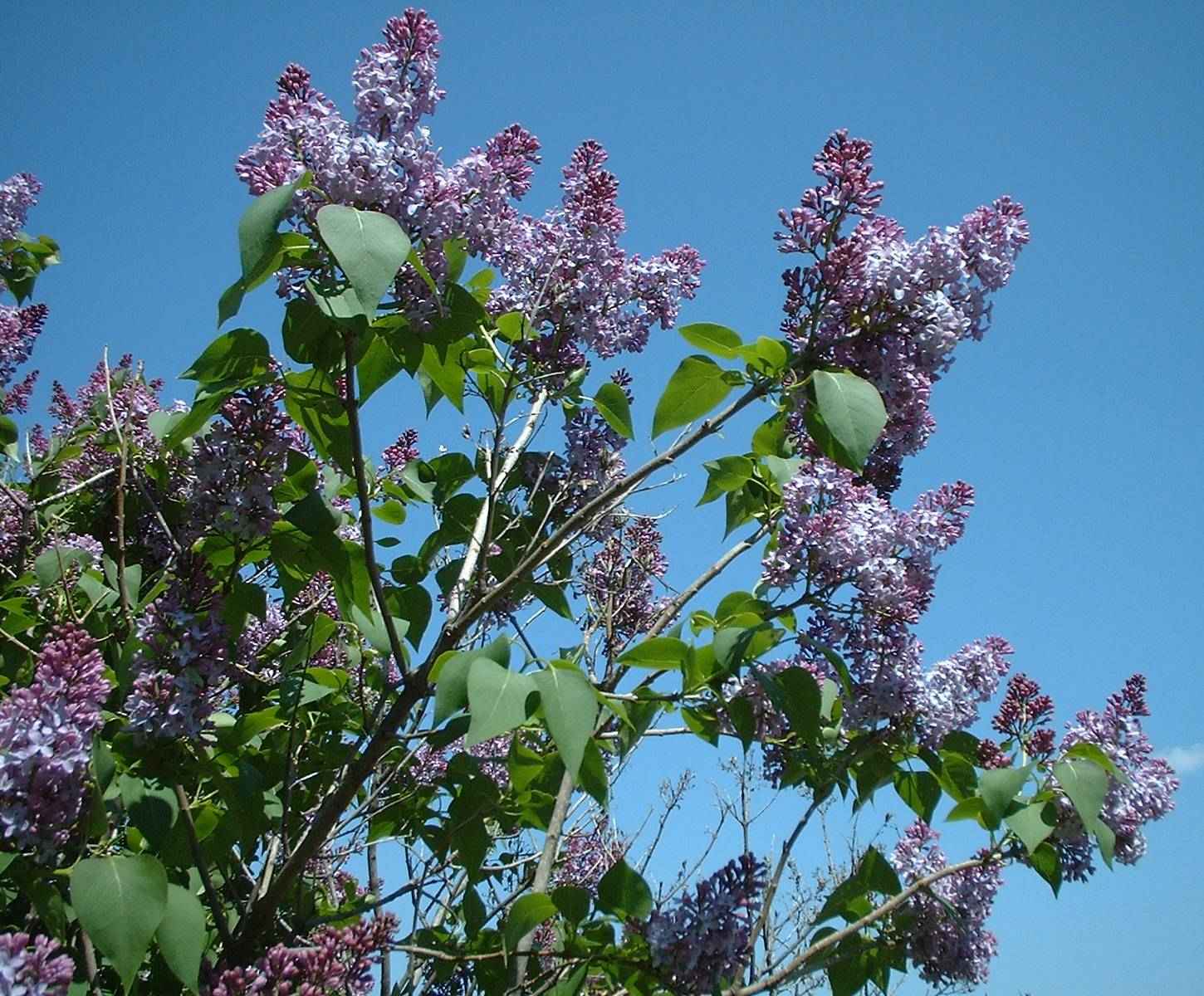 Lilacs