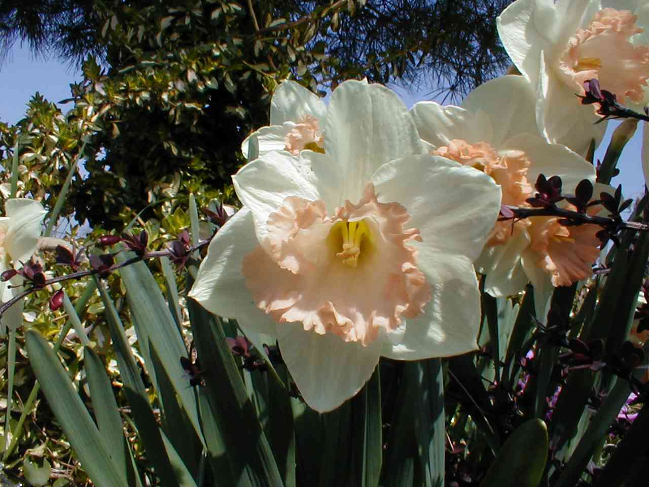 Daffodils