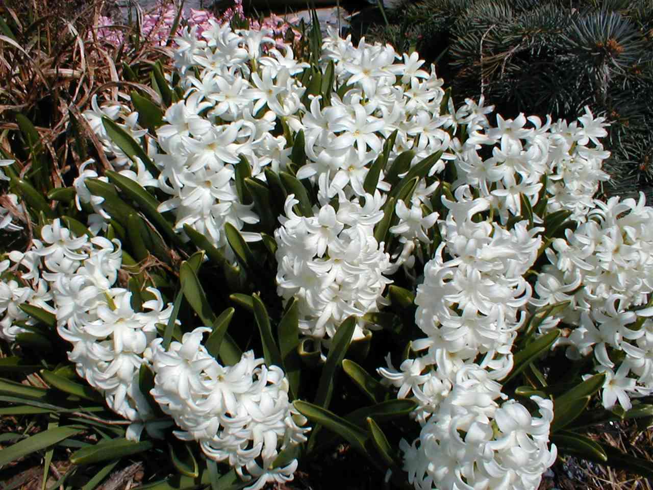 Hyacinths