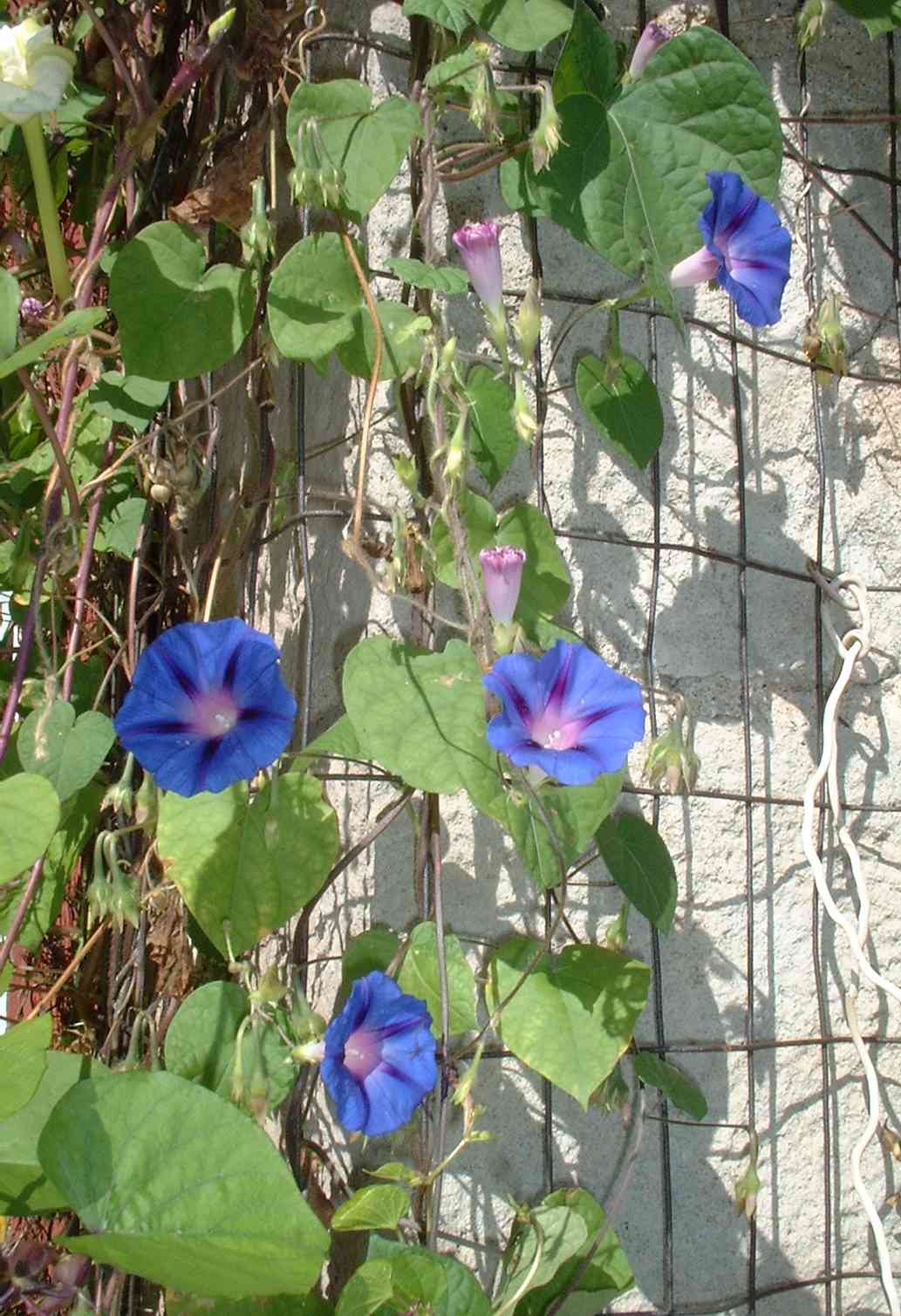 Morning Glories