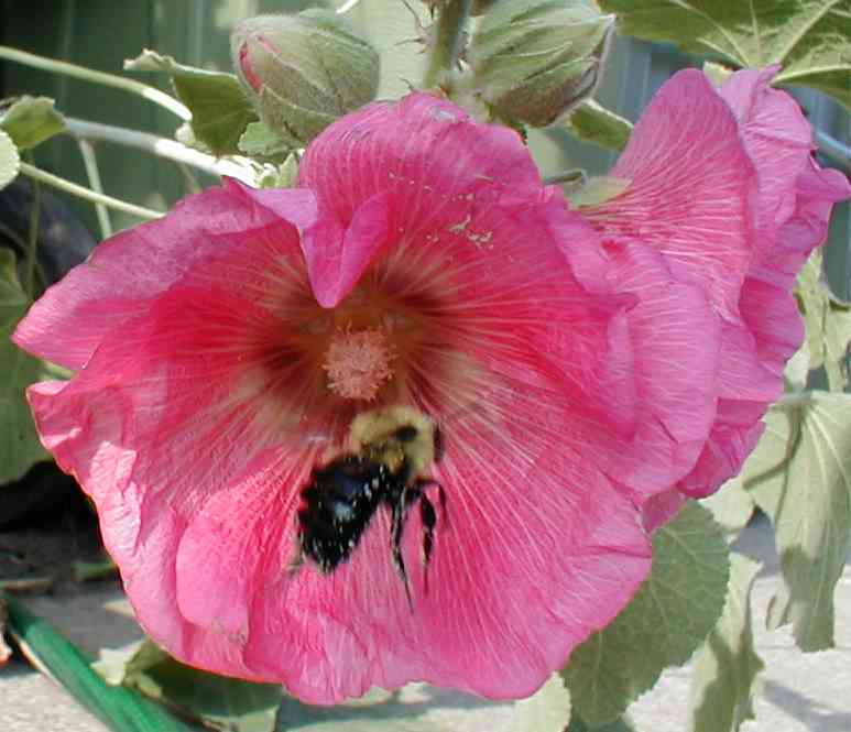 Hollyhock with bee
