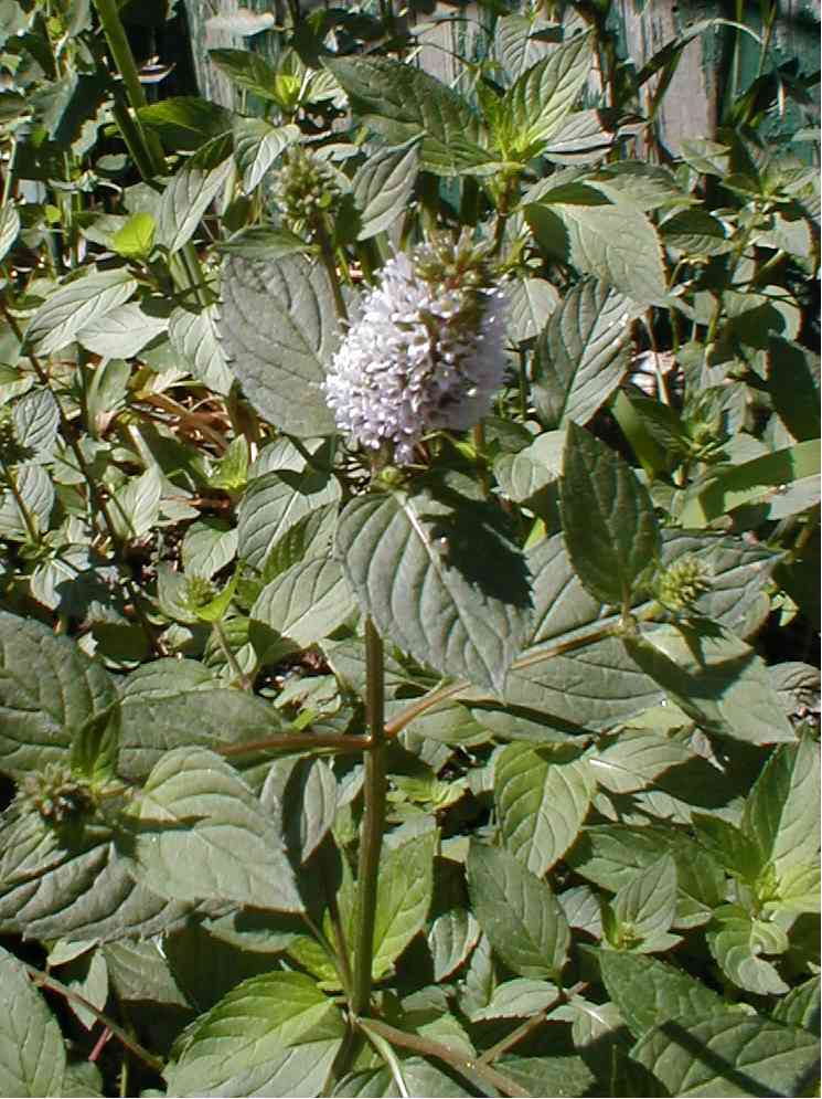 Peppermint flower
