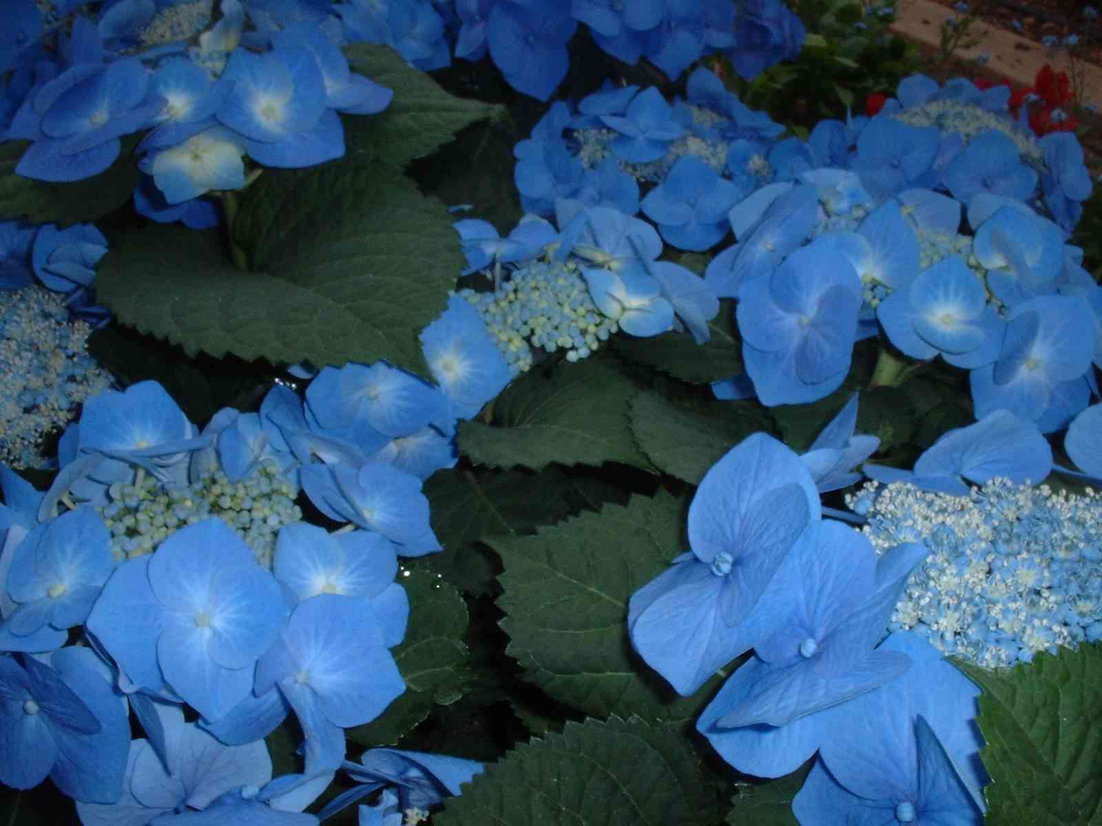 Hydrangea
