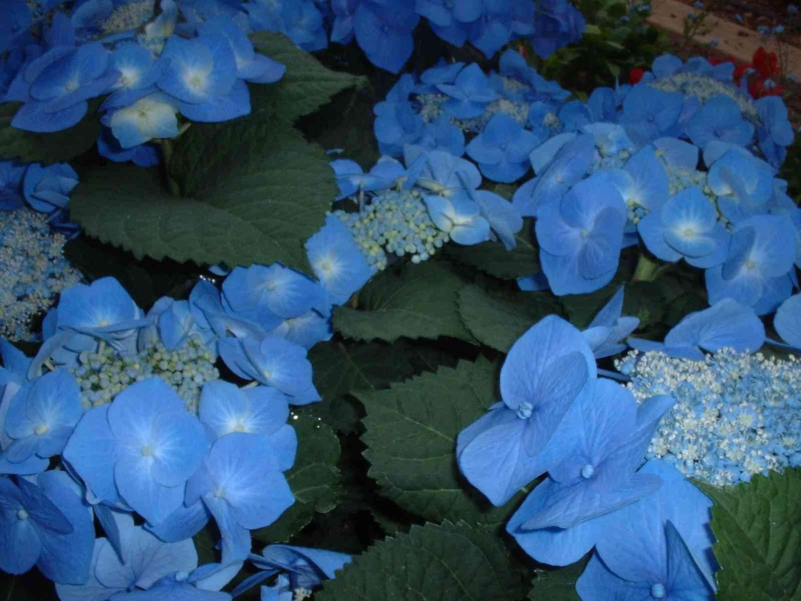 Hydrangea