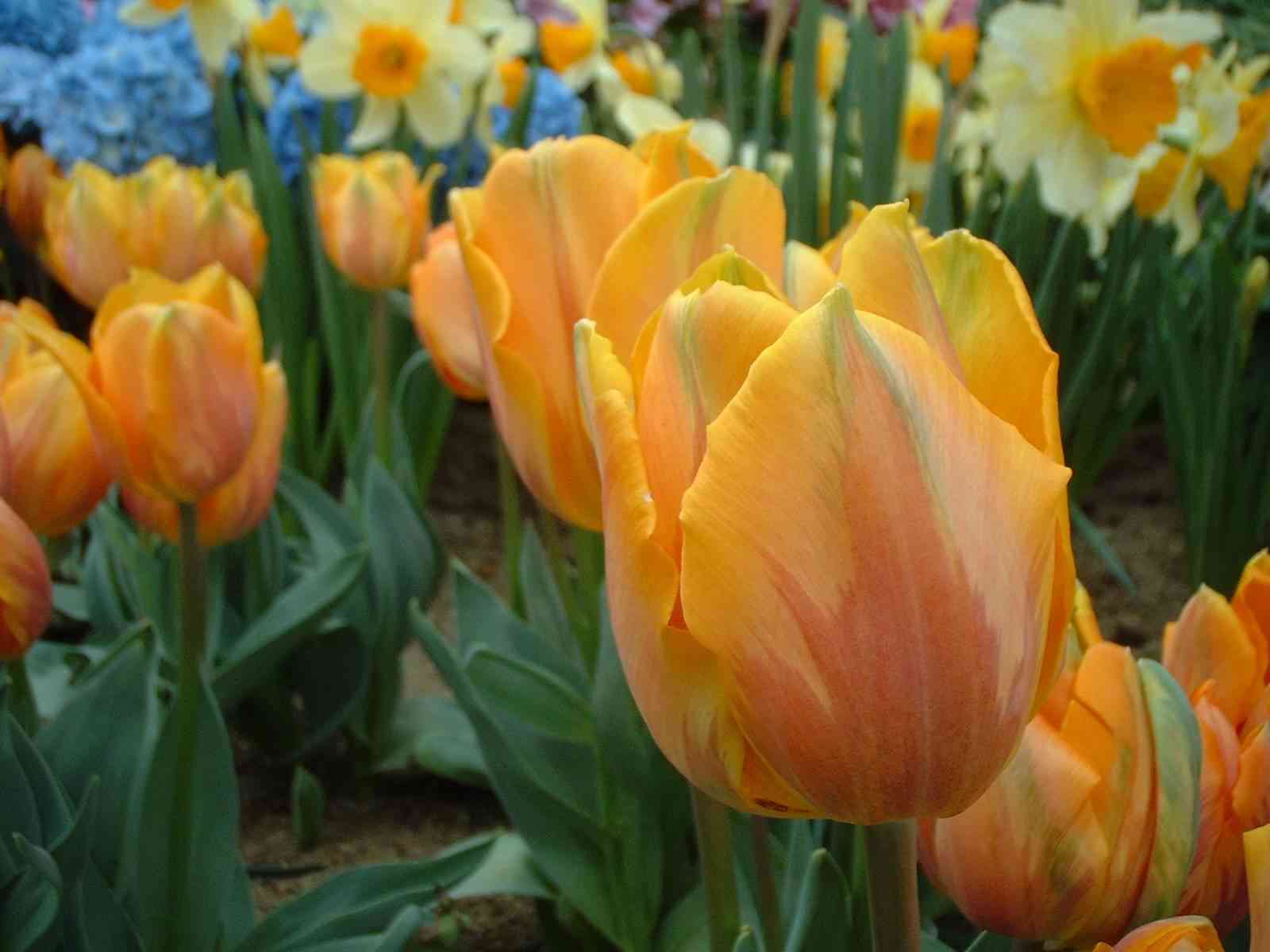 Tulips