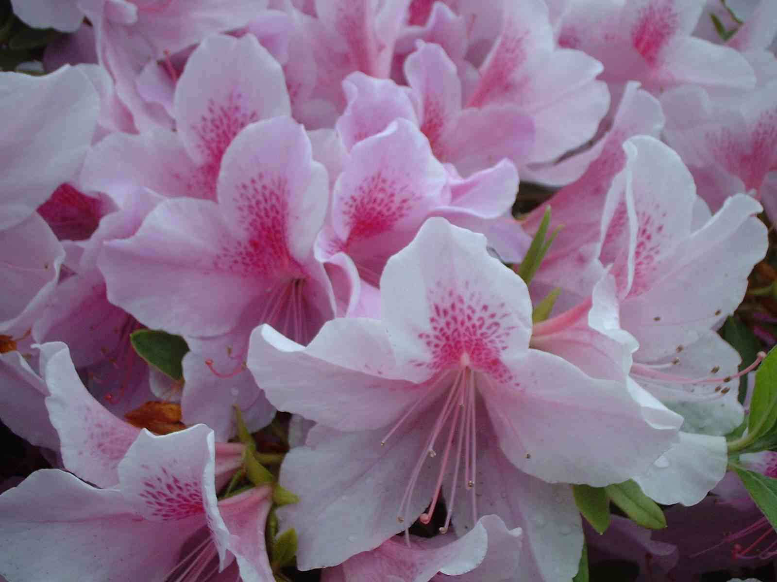 Azaleas