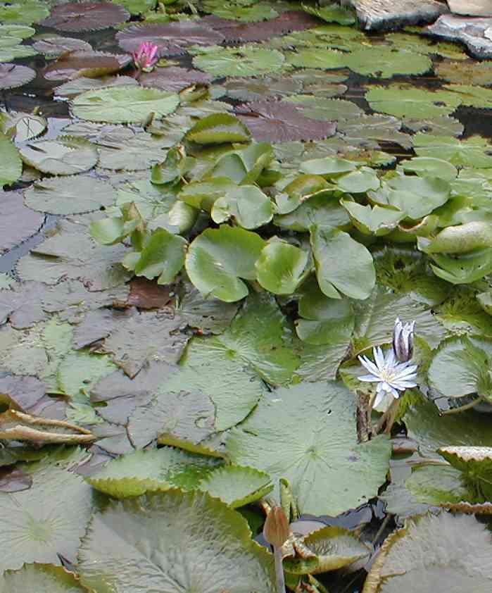 Water Lilies