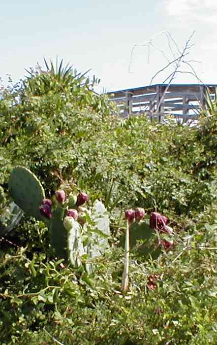 Prickly Pears