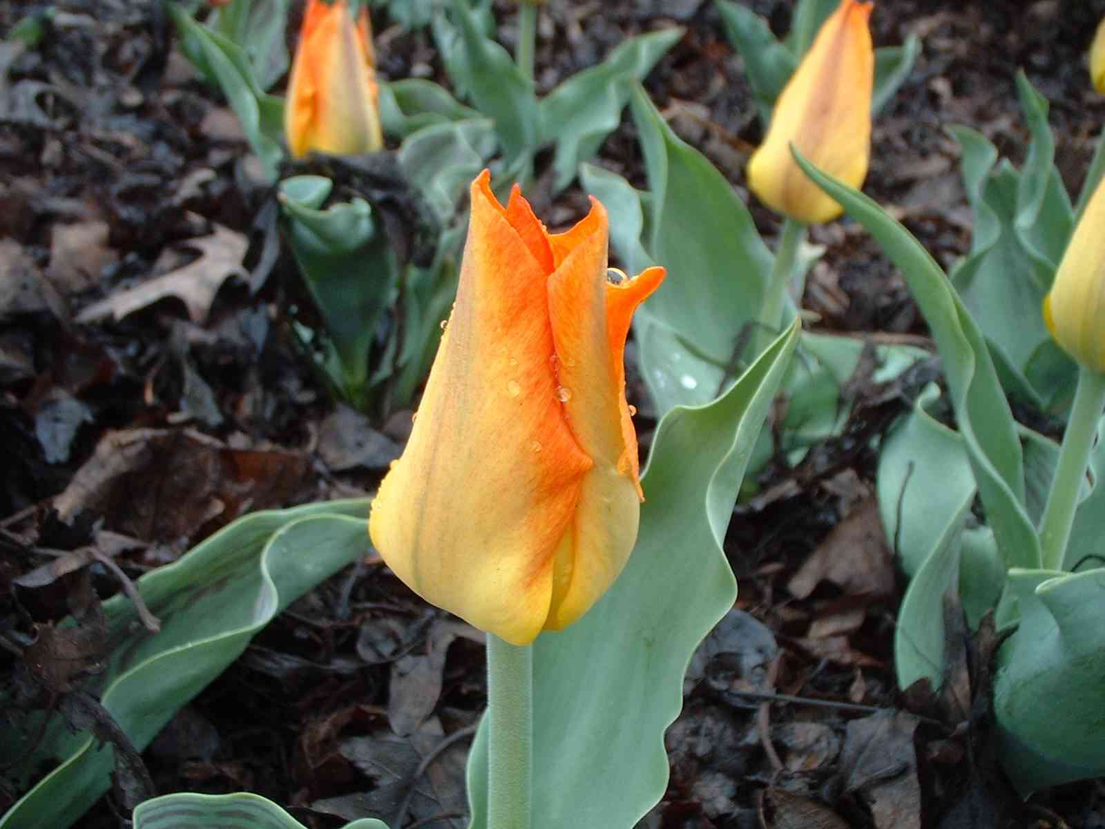 Tulips