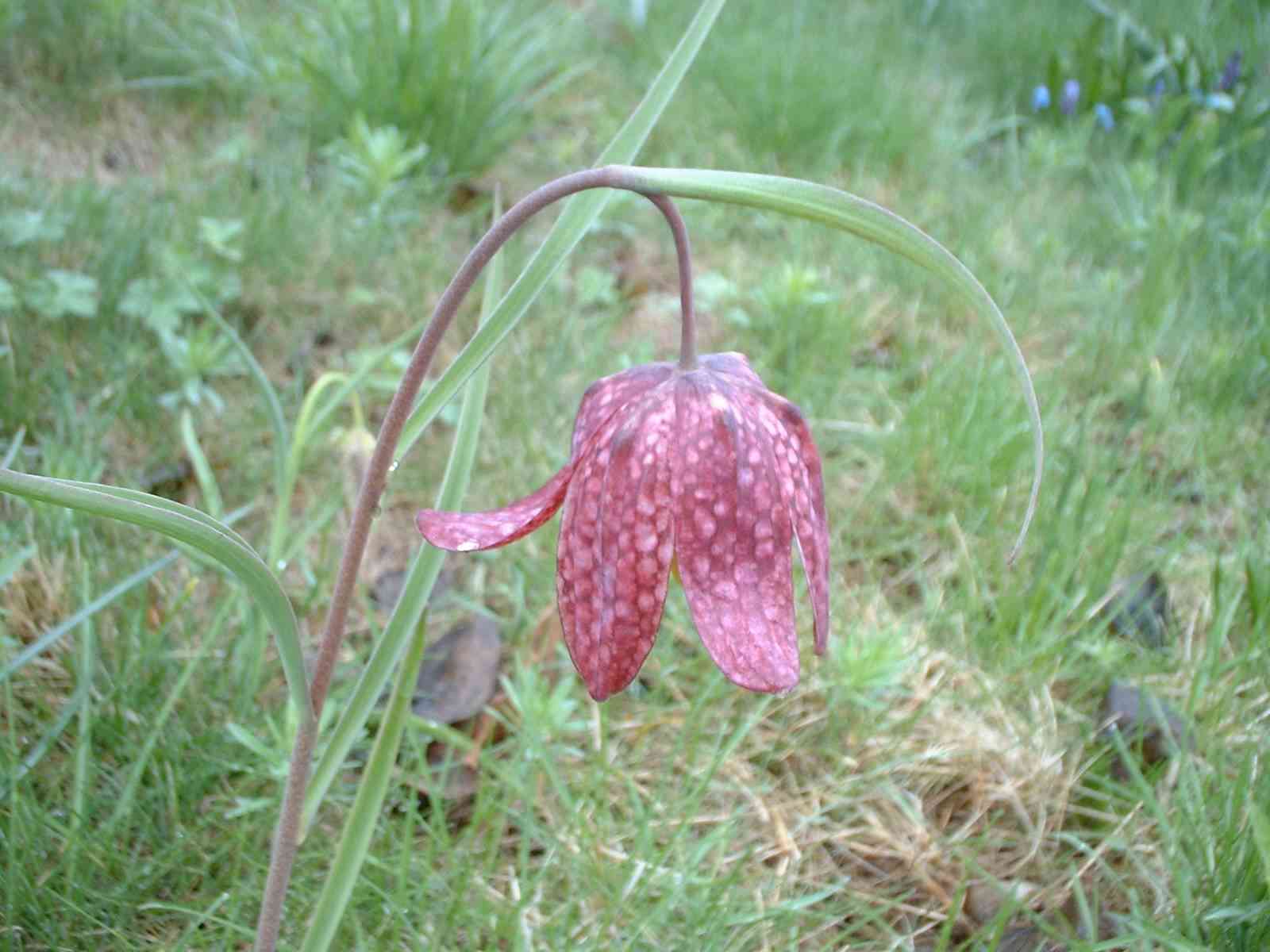 Snakeshead Fritillaria