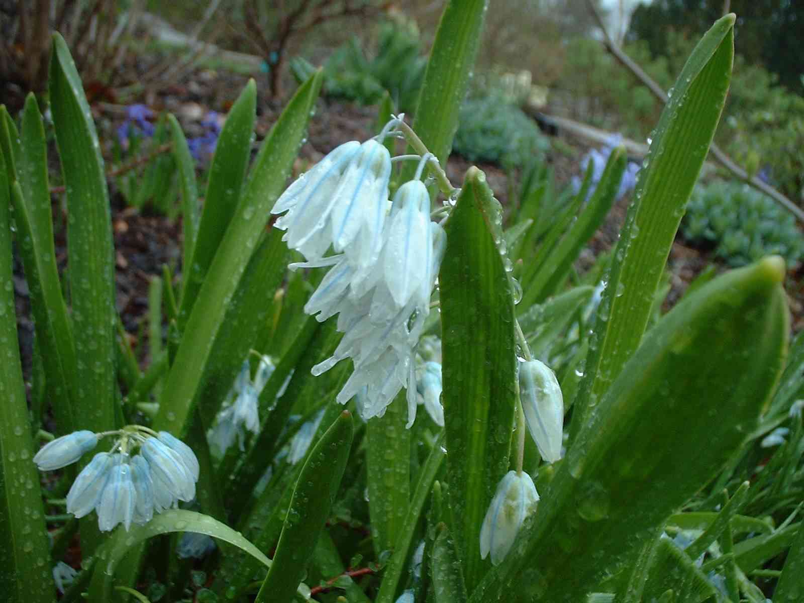 Blue Striped Squill