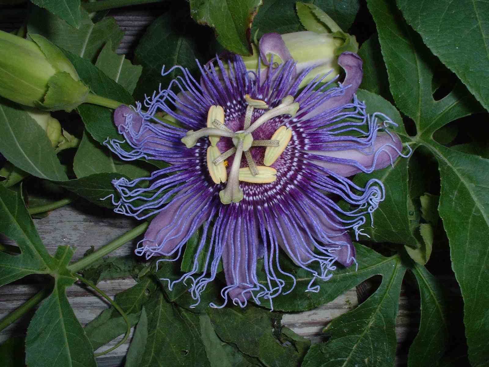 Purple Passion Fruit Flower