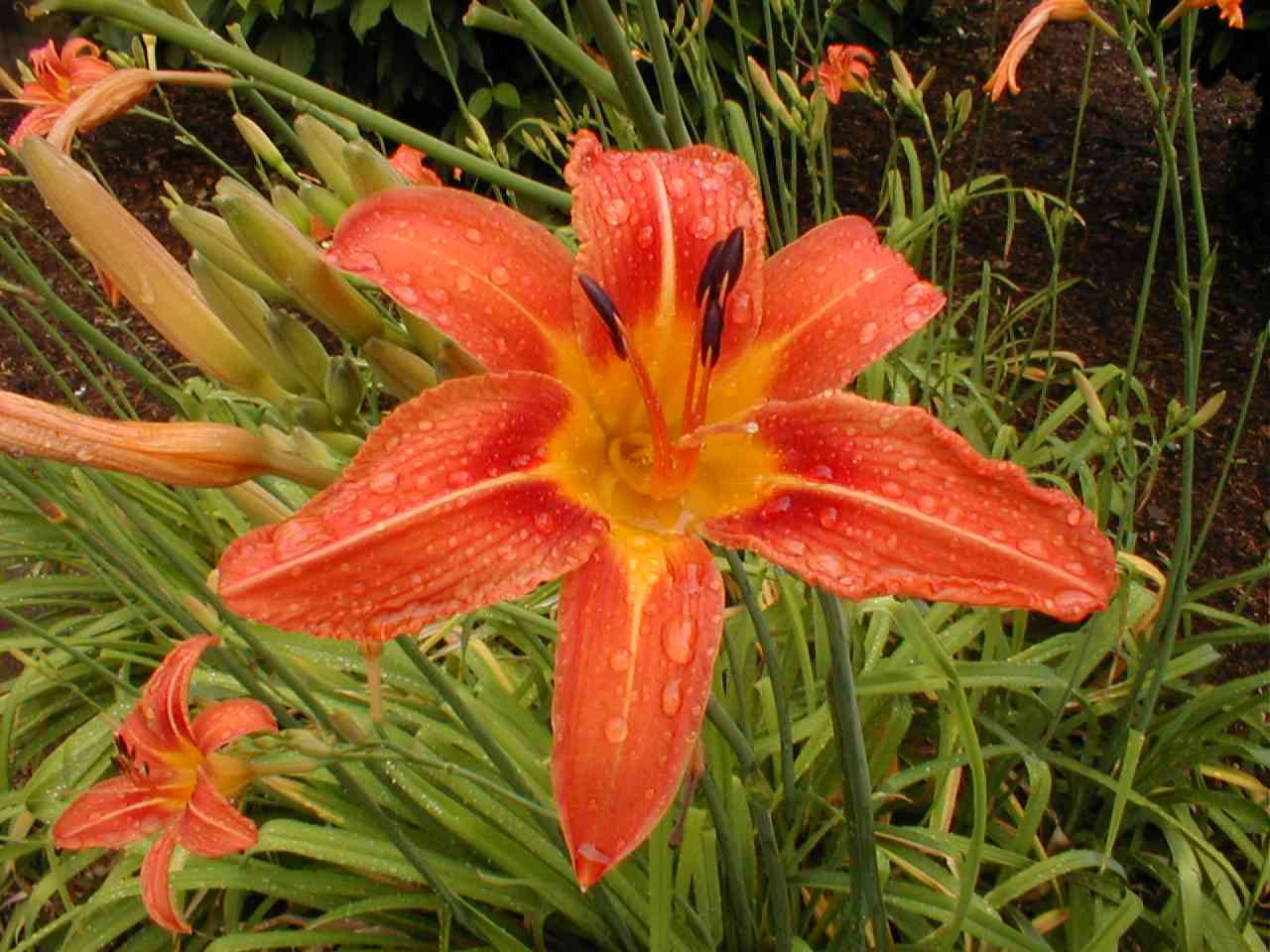 Tiger Lily