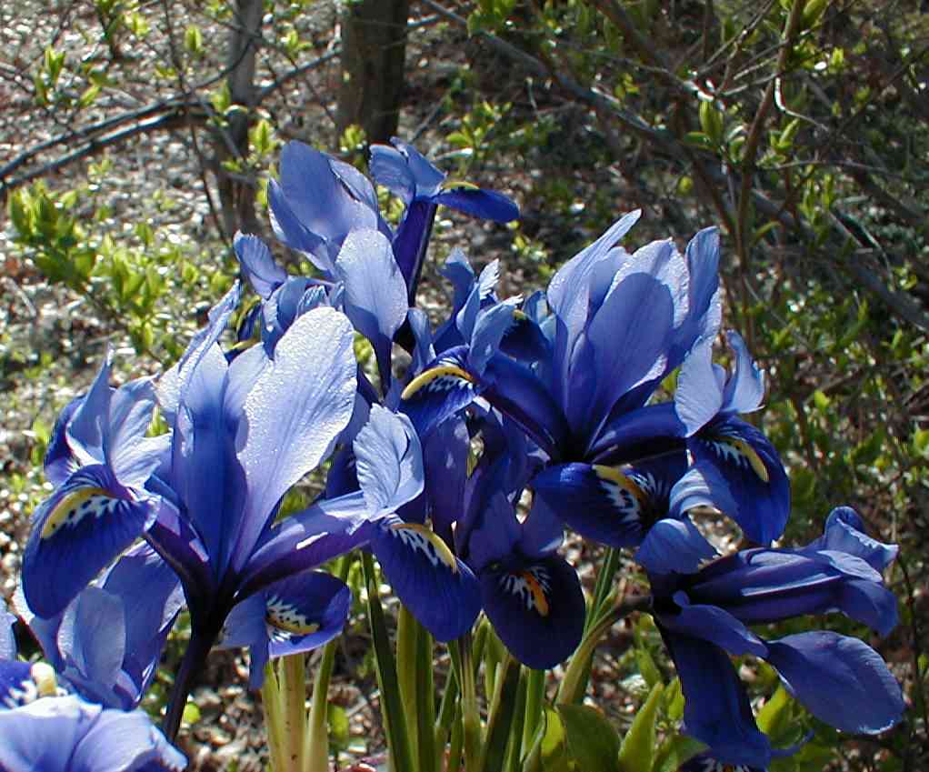Miniature irises