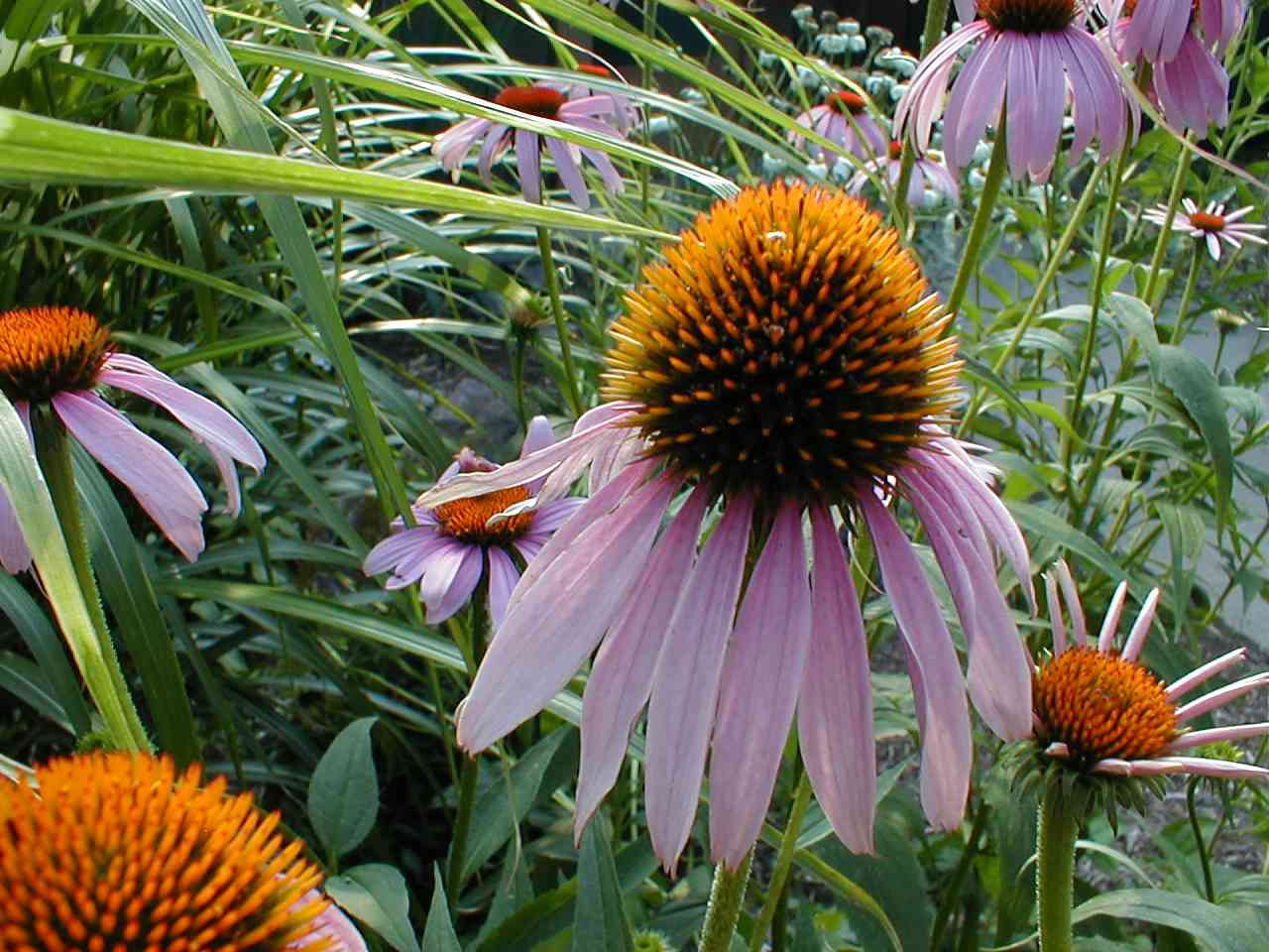 Echinacea (Purple Coneflower)