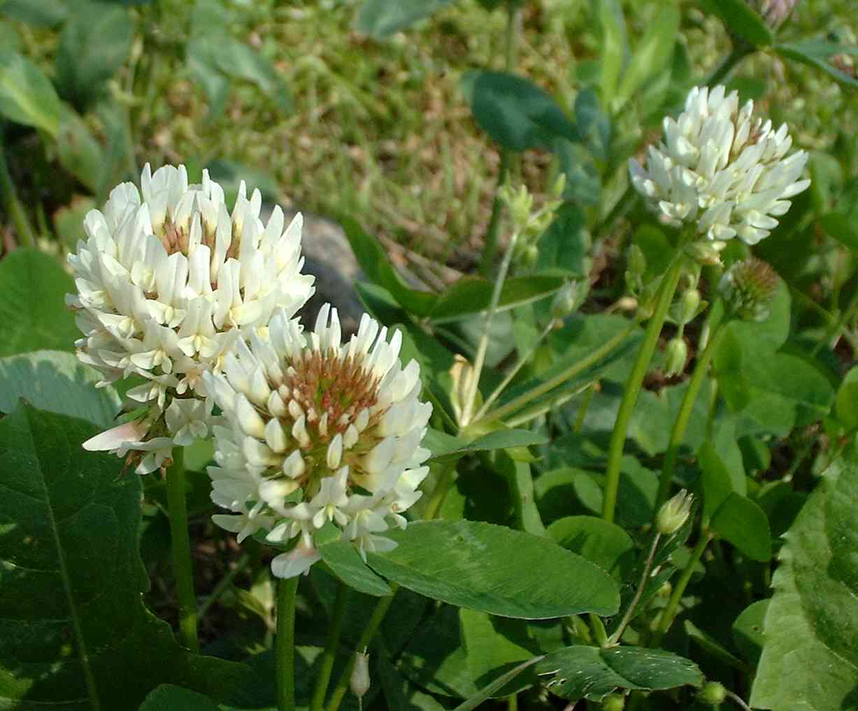 White Clover