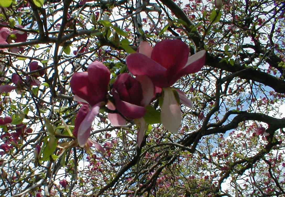 Flowering Dogwood