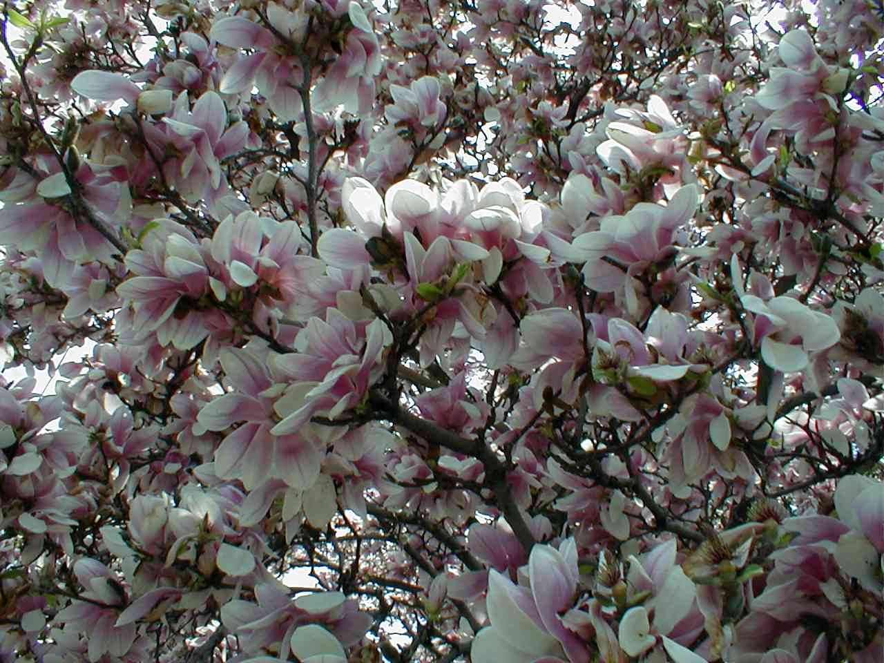 Flowering Dogwood