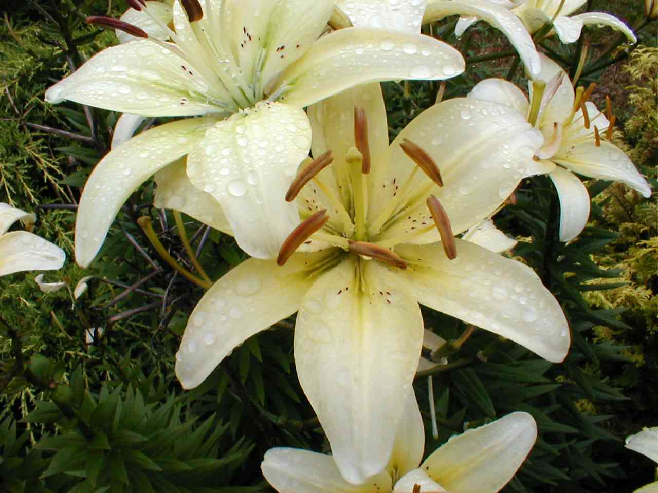 Lilies