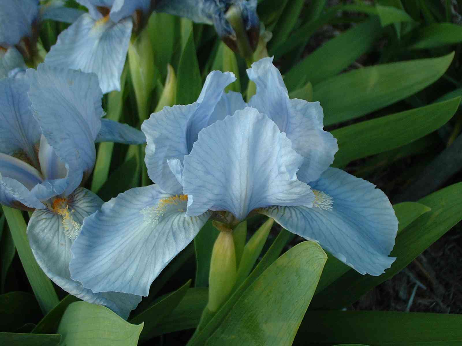 Iris