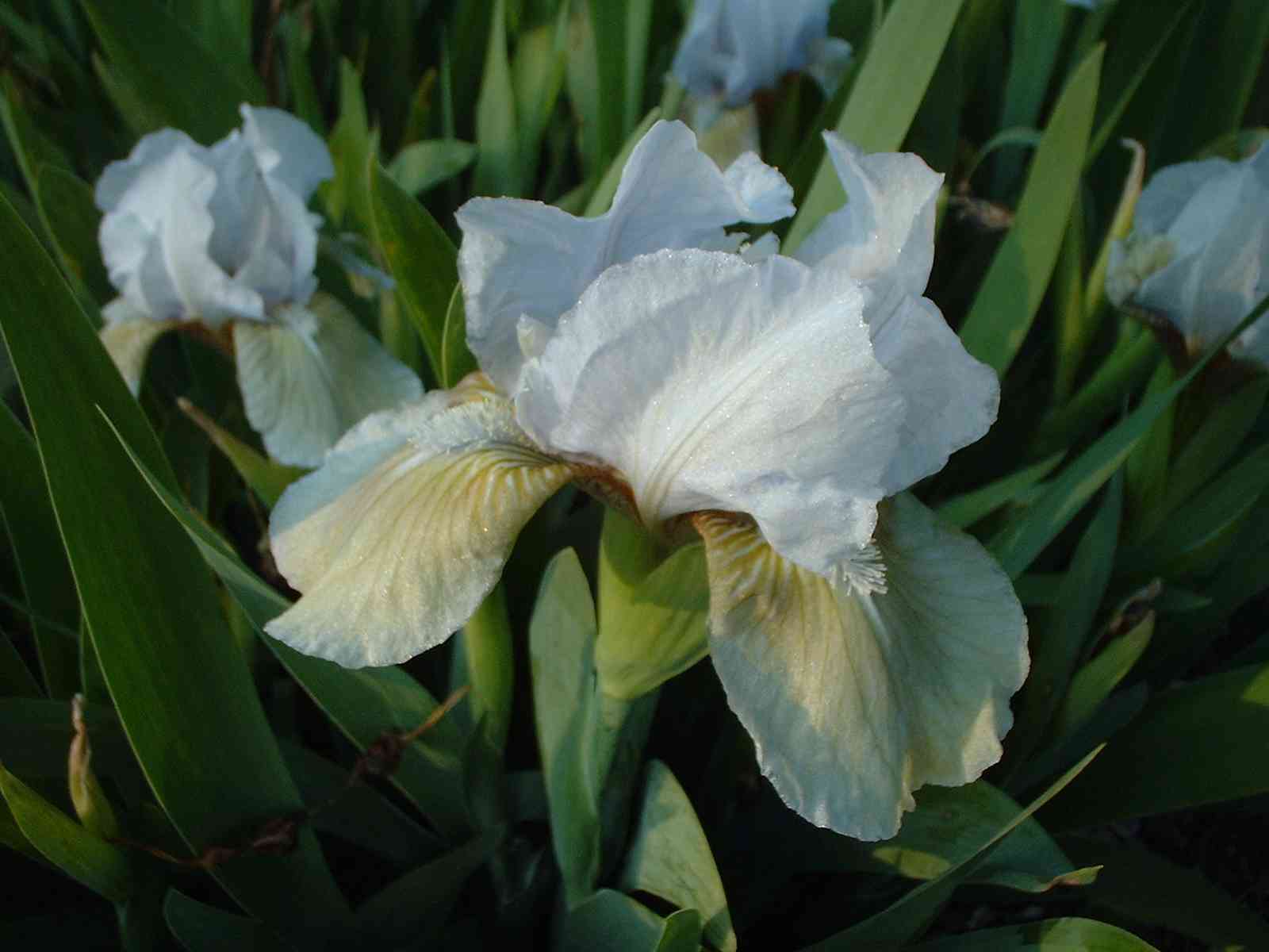 Iris