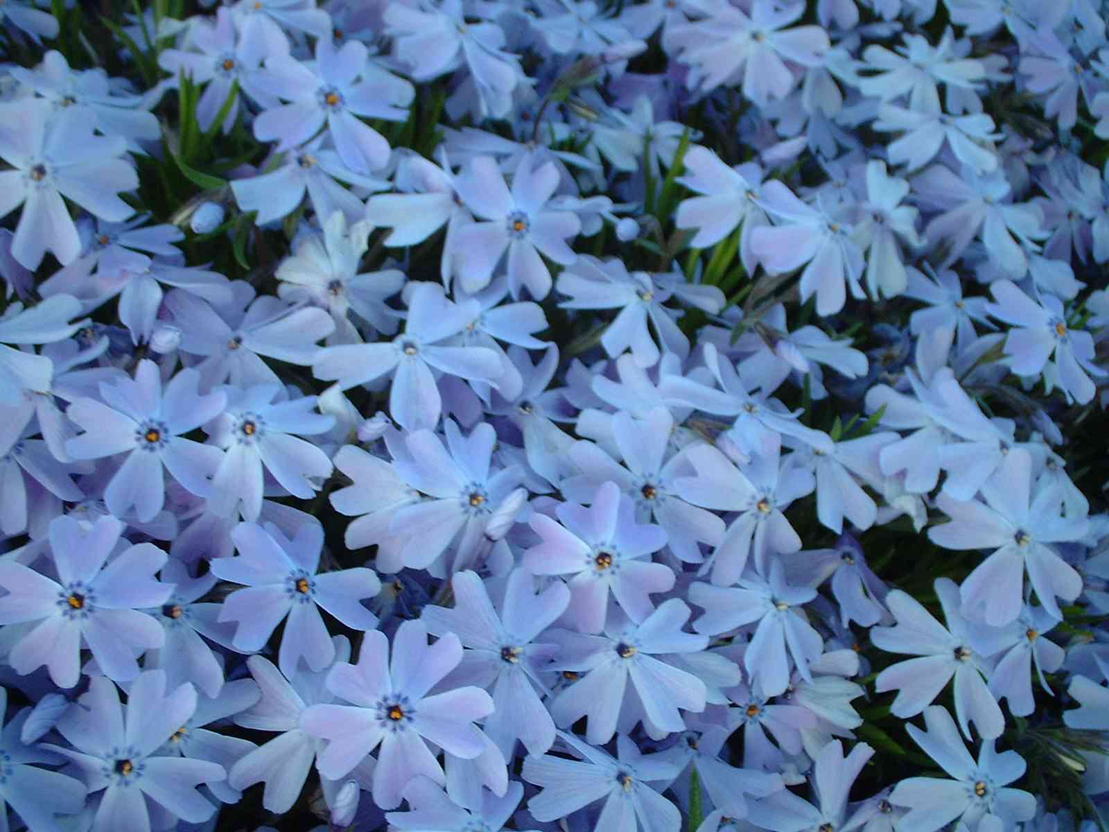 Phlox