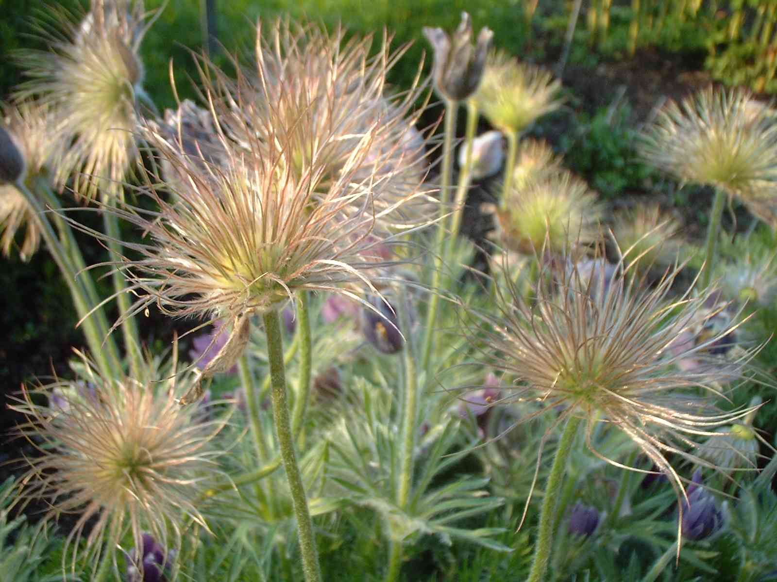 Pasque Flowers