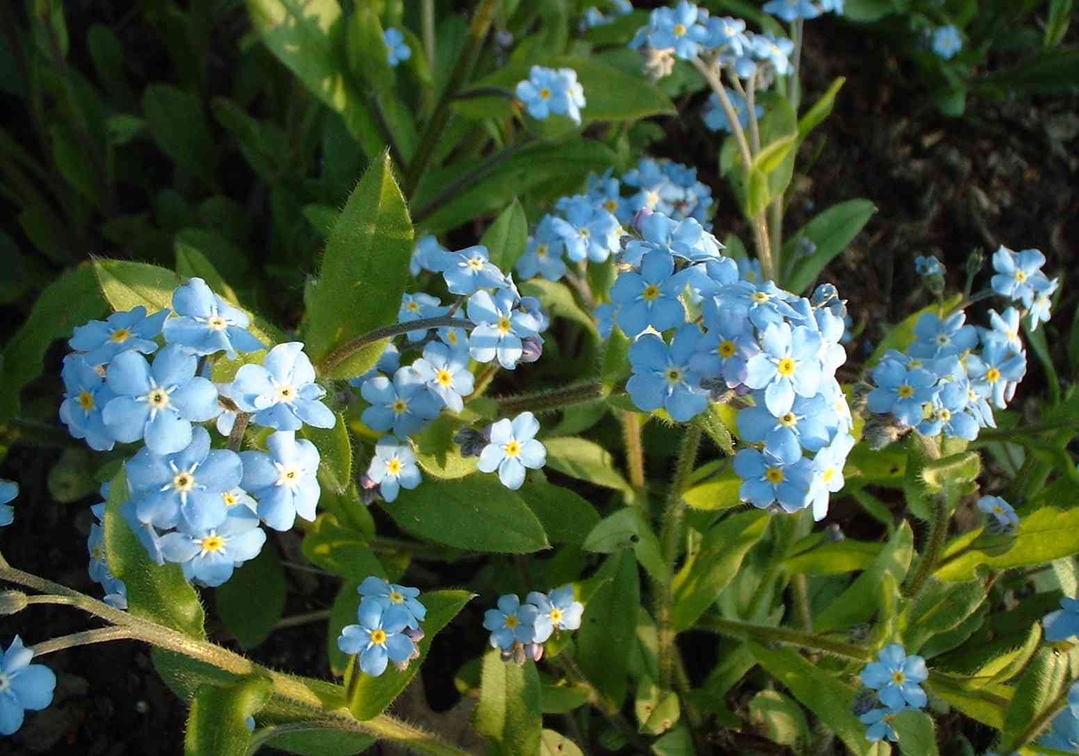 Forget-me-nots