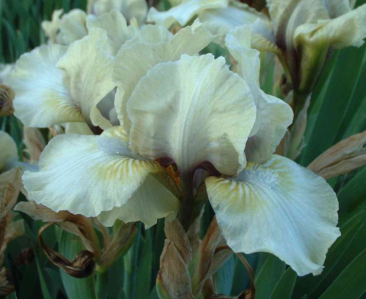 Iris