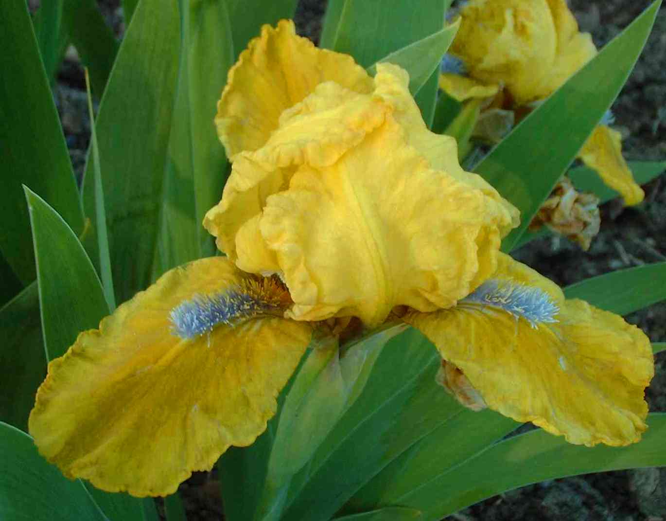 Iris