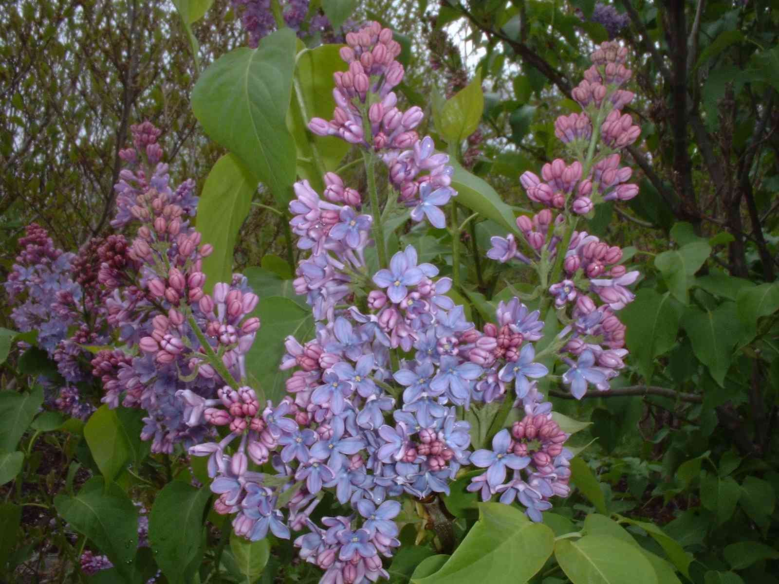 Lilacs