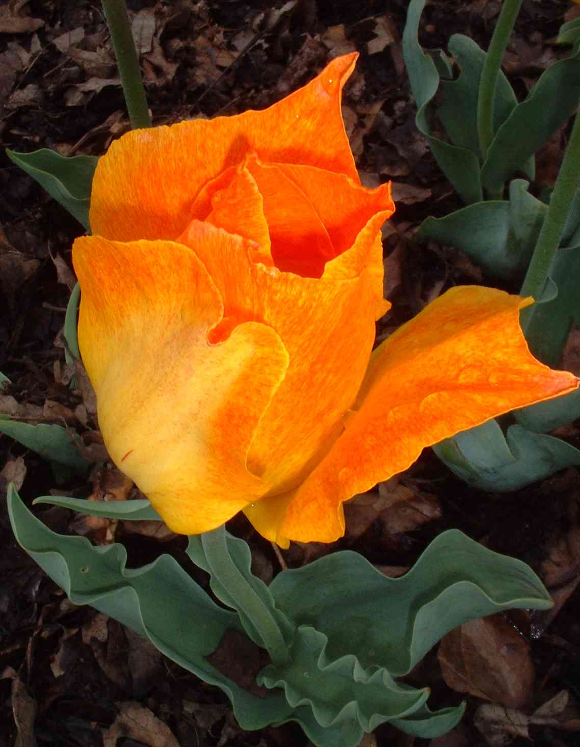 Tulip