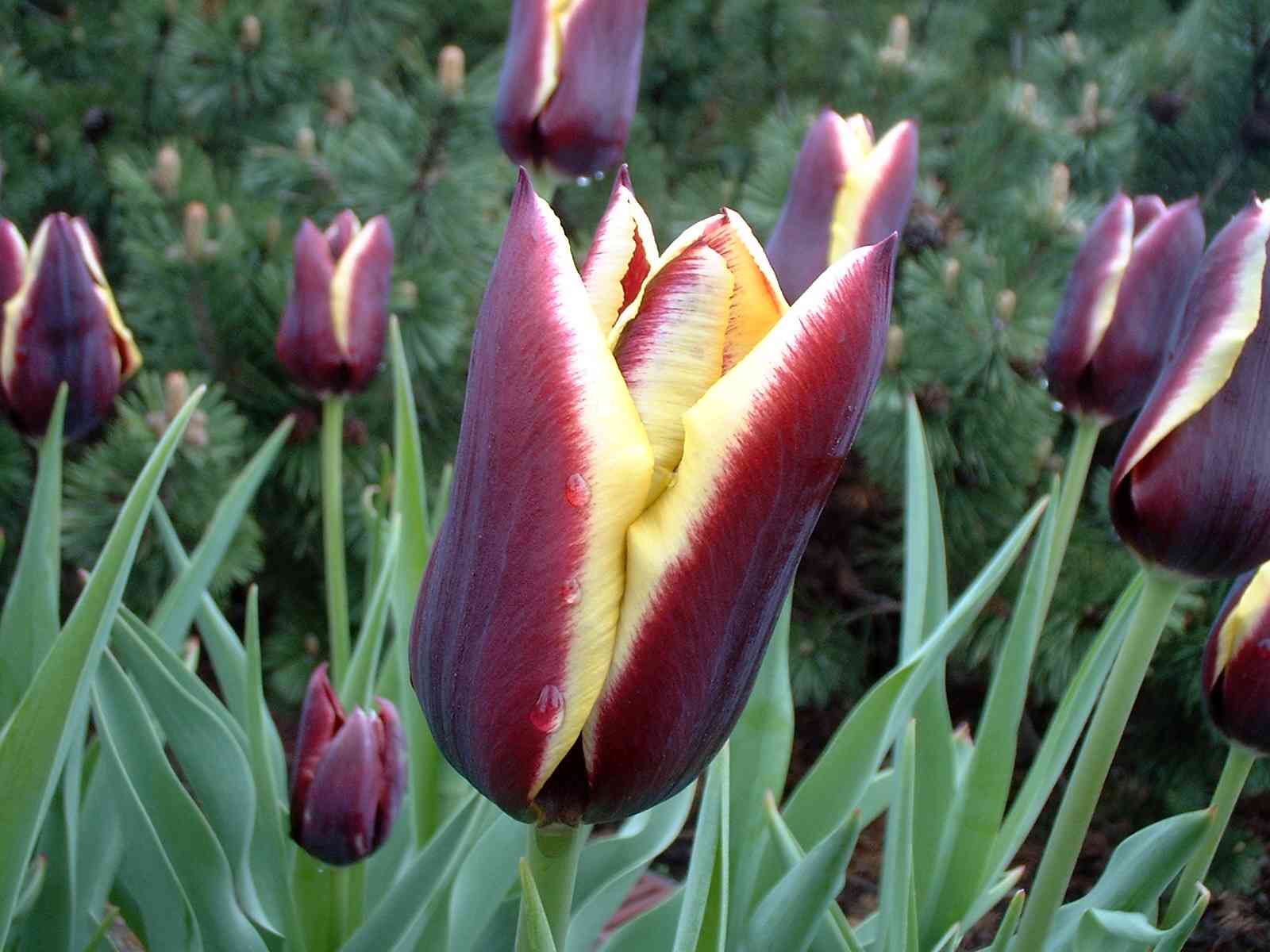 Tulips