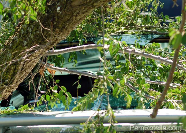 Car window smashed by fallen tree in Dokes' driveway