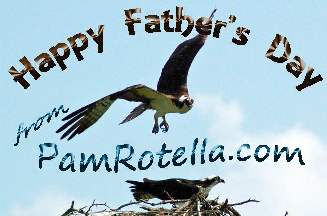 Father's Day card to readers 2011, osprey photo by Pam Rotella