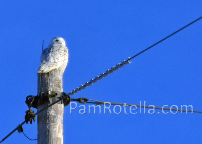 Snowy owl sits atop power pole in Freedom, Wisconsin during the winter of 2014, photo by Pam Rotella