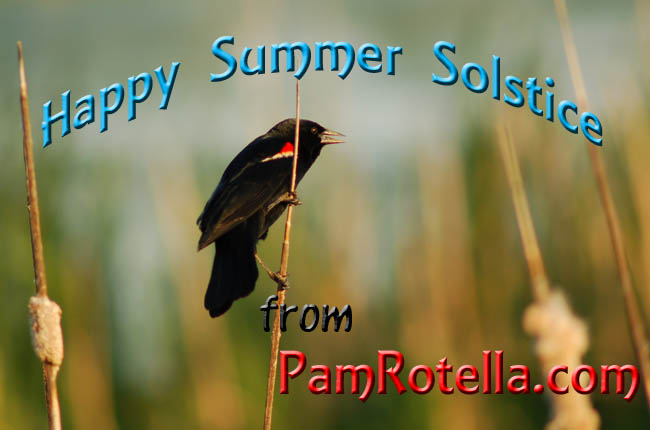 Summer Solstice card to readers 2011, redwing blackbird at Horicon Marsh photo by Pam Rotella
