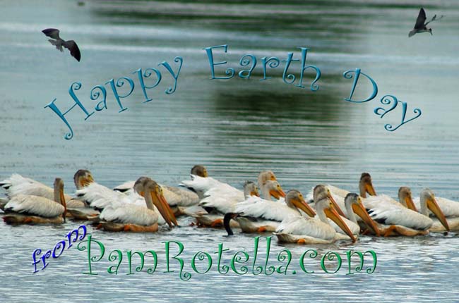 Earth Day card to readers 2010, pelicans at Horicon Marsh, summer of 2009