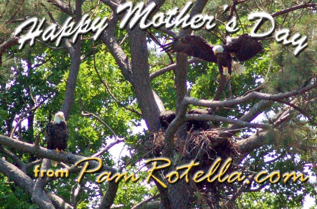 Mother's Day card to readers 2011, eagles and eaglets at Norfolk Botanical Garden in 2010, photo by Pam Rotella