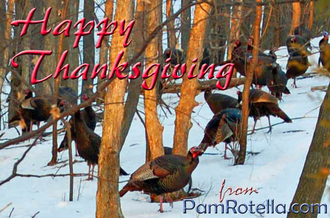 Thanksgiving card to readers:  Turkeys in their natural habitat near Ithaca, New York, photo by Pam Rotella