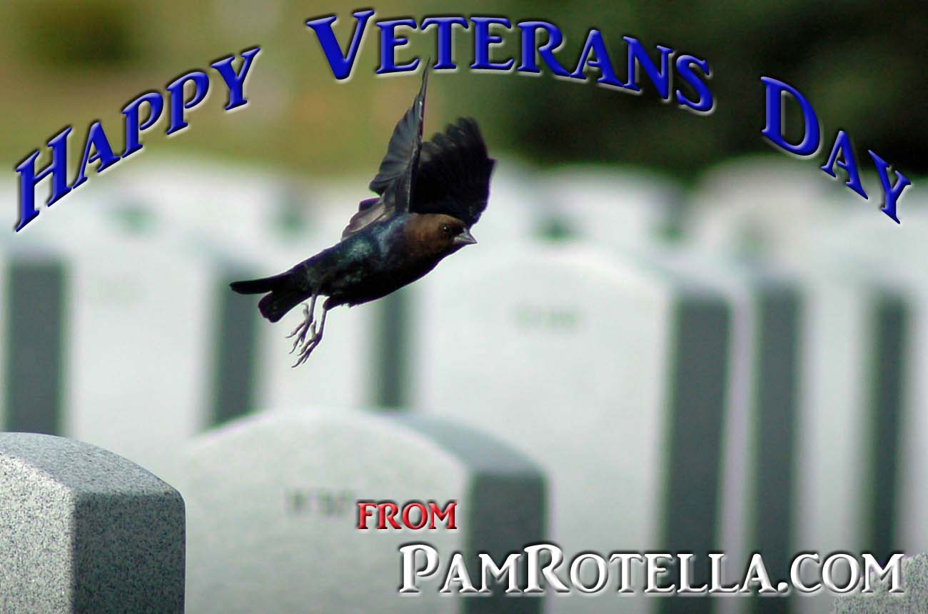 Veterans' Day e-card to readers 2012, cowbird flys over veterans' cemetery in Wisconsin, photo by Pam Rotella