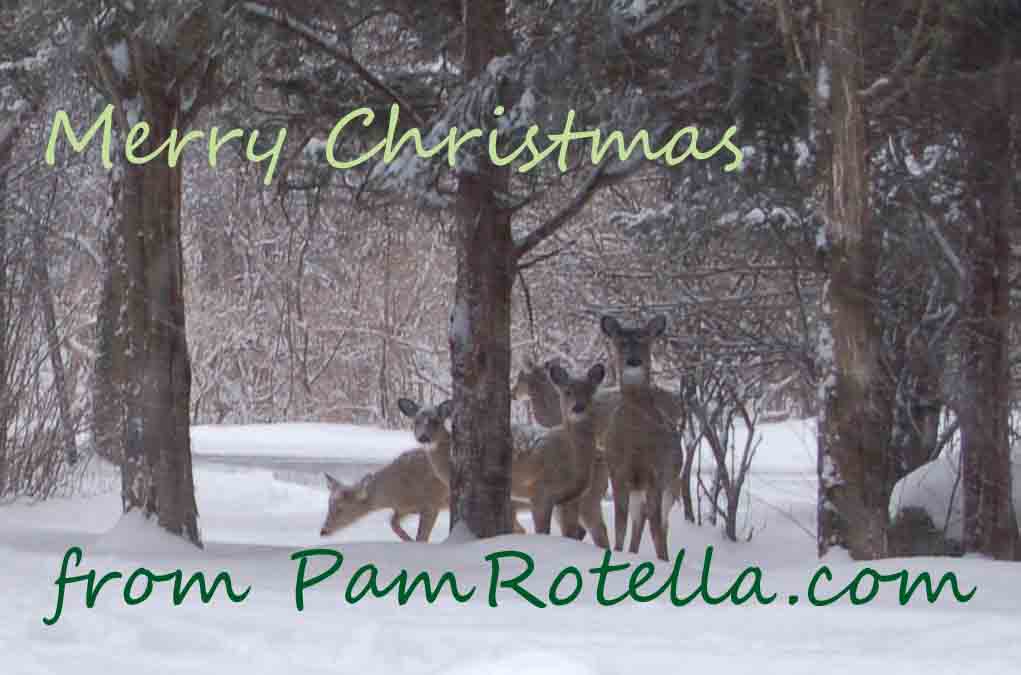 Christmas Card 2009, Deer near Ithaca, NY