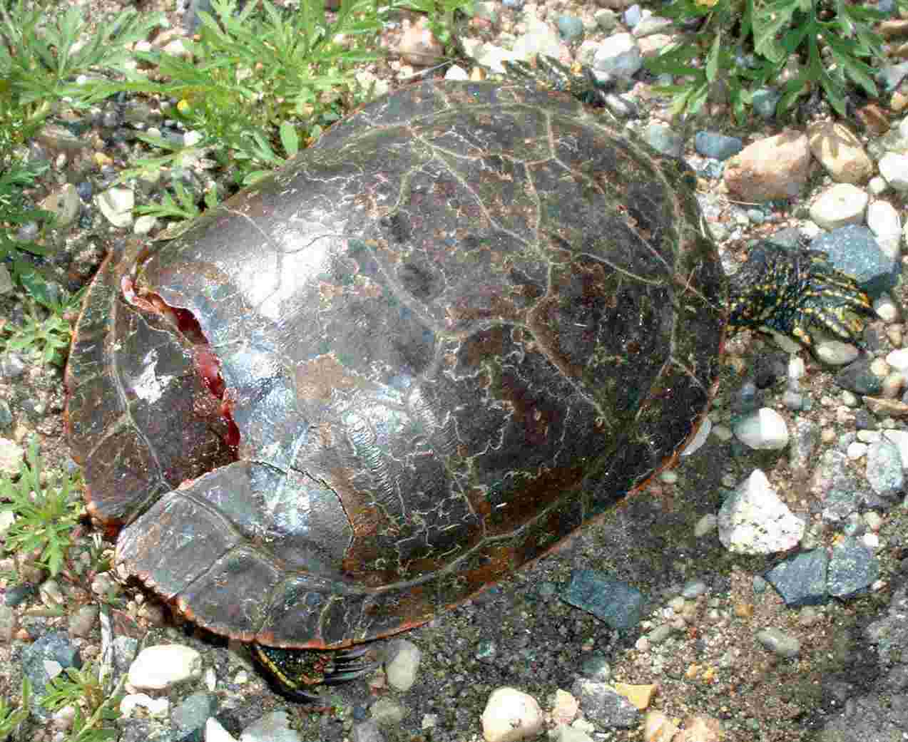 Injured painted turtle on White Earth Indian Reservation