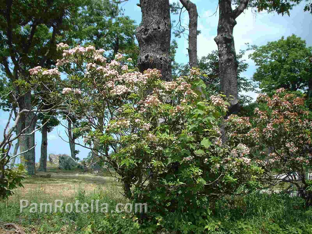 Flowering bush along Skyline Drive, Virginia, photo by Pam Rotella