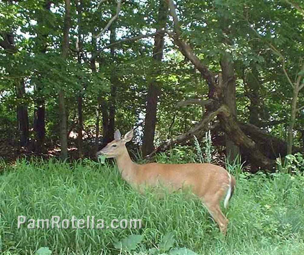 Deer grazing in Blue Ridge Mountains, Skyline Drive, photo by Pam Rotella