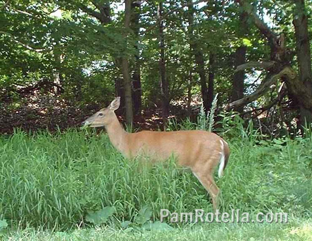 Deer grazes along Skyline Drive, Virginia, photo by Pam Rotella