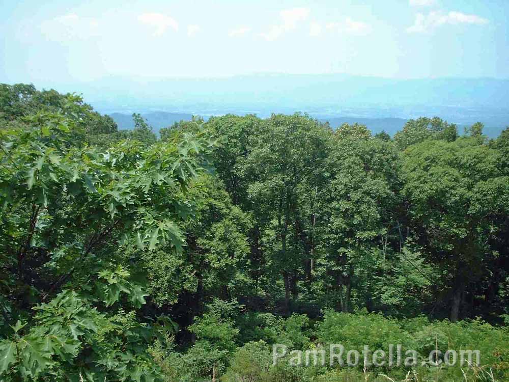 Scenic greenery along Skyline Drive, Virginia, photo by Pam Rotella