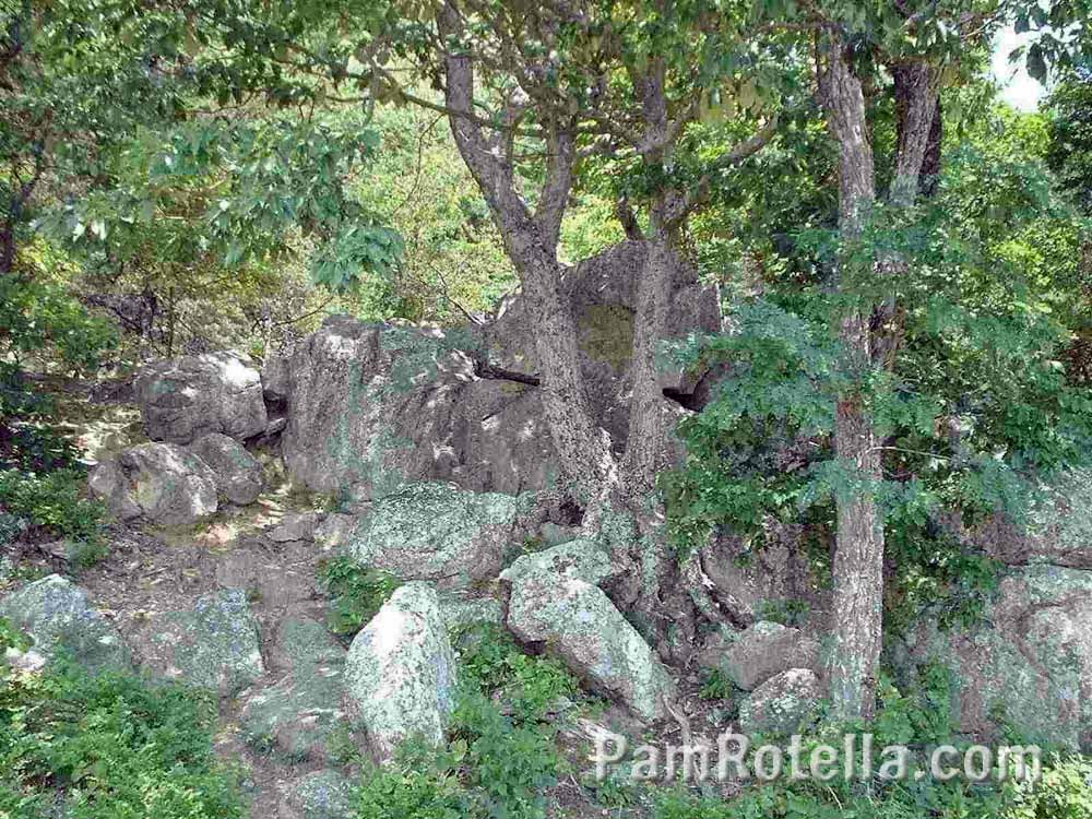 Moss covering rocks along Skyline Drive, Virginia, photo by Pam Rotella